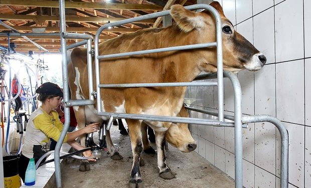 Na comparação com novembro de 2021, os laticínios pagaram 25% a mais pelo leite entregue. (foto - Jaelson Lucas / ANPr/ Governo do Paraná)
