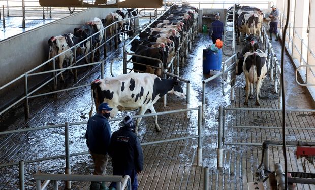 Custo de produção do leite volta a cair em março, diz Embrapa