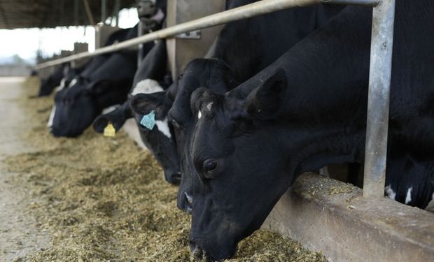 Danone e Banco do Brasil anunciam R$ 100 milhões com juros reduzidos para produtores de leite
