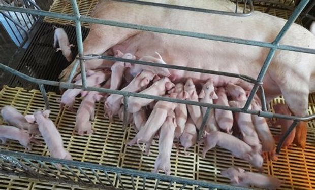 Maiores registros de leitegadas alcançaram, no máximo, 36 leitões. (Foto - Reprodução Portal Faxinal)