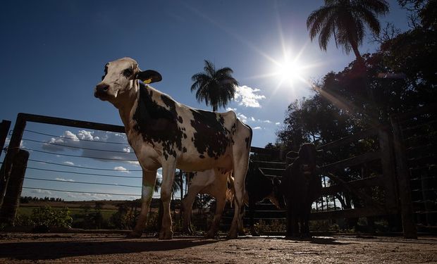 Consumo per capita médio de leite vai saltar 36,7% no mundo, de 87 kg/pessoa/ano para 119 kg/pessoa/ano, até 2067. (foto - CNA)