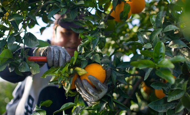 Fundecitrus alerta para incidência de leprose em citros até agosto