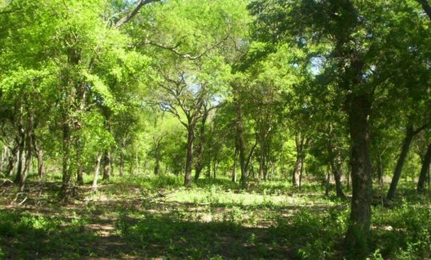 Polémica en Córdoba por los bosques nativos.