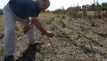 El BCRA prorroga plazos de mora para créditos de productores afectados