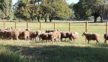 Entre Ríos presentó un proyecto de ley para potenciar la producción ovina y caprina