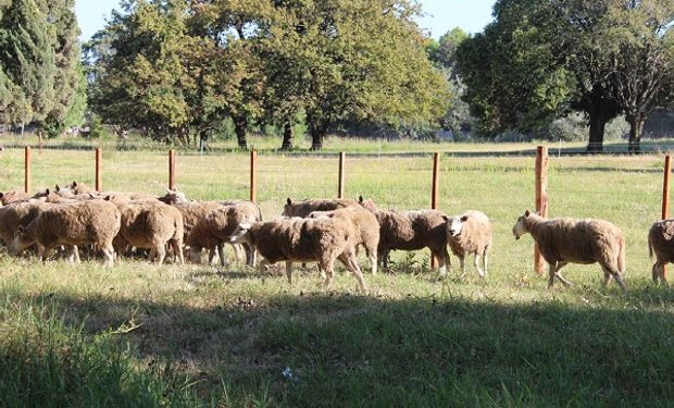 Entre Ríos presentó un proyecto de ley para potenciar la producción ovina y caprina