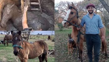 Rehabilitan a caballos maltratados y enfrentan una situación límite: la dura historia de los animales y la estrategia que encontraron para afrontarlo