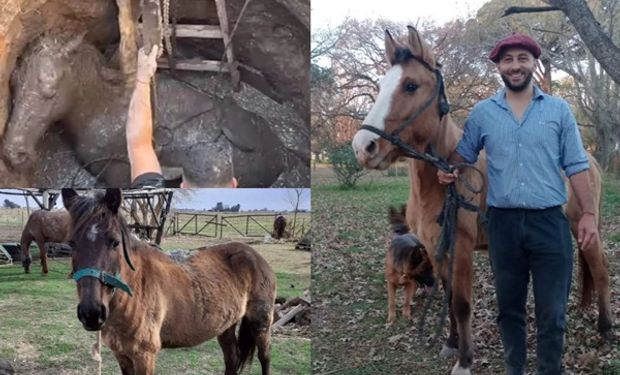 Rehabilitan a caballos maltratados y enfrentan una situación límite: la dura historia de los animales y la estrategia que encontraron para afrontarlo