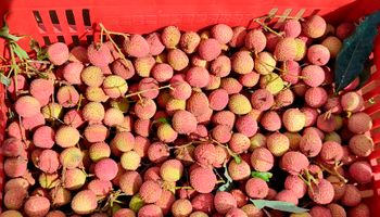 De fruta das festas a produto gourmet: lichia ganha mercado com apoio a produtores no interior de SP