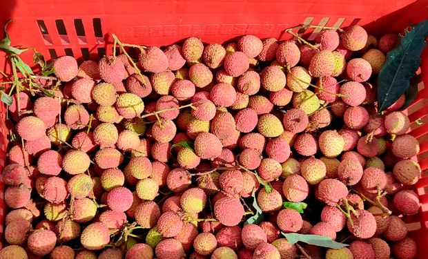 De fruta das festas a produto gourmet: lichia ganha mercado com apoio a produtores no interior de SP