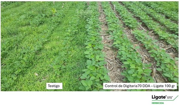 corteva 2025 ligate