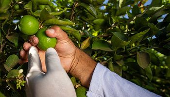 Tecnologia precisa ser acessível para todos, diz presidente da Abrafrutas