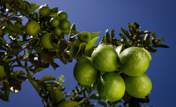 Limões e limas registraram crescimento no volume exportado até setembro. (foto - Sistema CNA/Senar)