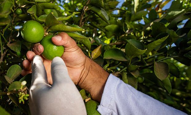 Exportações de limão e abacate se mantiveram em alta em 2022. (foto - Sistema CNA/Senar)