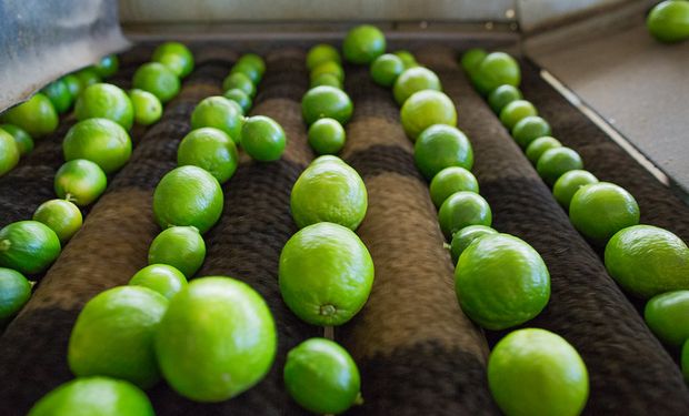 Limão é uma das frutas na lista de negociação com a Índia. (Foto CNA)