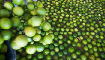 Limão tahiti sobe 55% em março por conta de baixa oferta