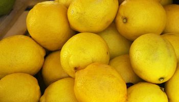 10 mil hectáreas de limón esperan llegar a Estados Unidos