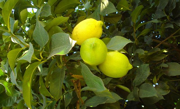 Científicos tucumanos desarrollaron un innovador sistema para combatir el HLB en los cítricos