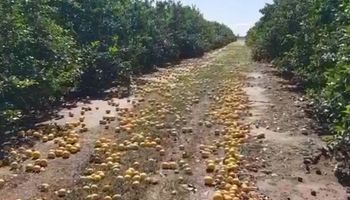 La impotencia de un productor de limones que no tuvo otra opción que tirar la cosecha