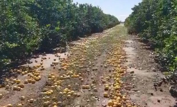 La impotencia de un productor de limones que no tuvo otra opción que tirar la cosecha