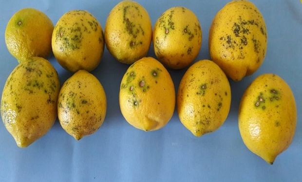 Cómo detectar y evitar la enfermedad que suspendió la exportación de limones a Europa