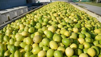 Quedó oficialmente abierto el mercado de limones a China y las empresas ya preparan sus primeros envíos