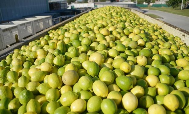 Quedó oficialmente abierto el mercado de limones a China y las empresas ya preparan sus primeros envíos