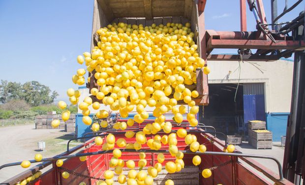 Tucumán es el primer productor del mundo de limones.