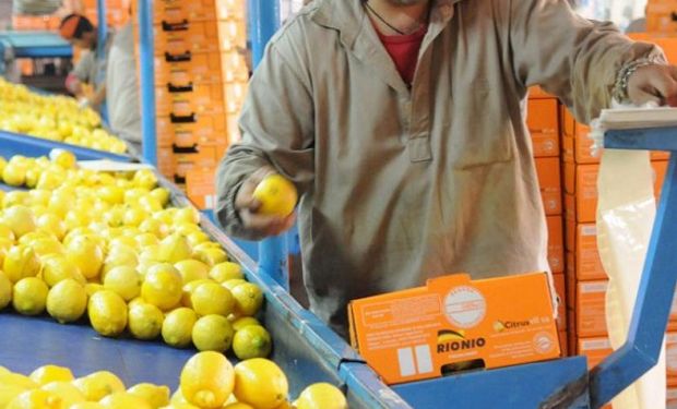 Tucumán concentra el 90% de las 50.000 hectáreas implantadas con limoneros en el país.