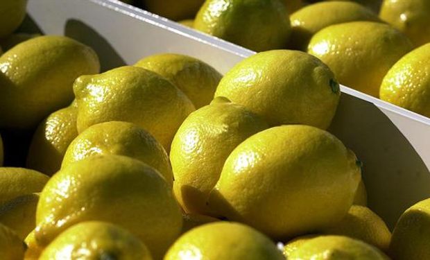 EEUU considerará "seriamente" el reingreso de limones argentinos.