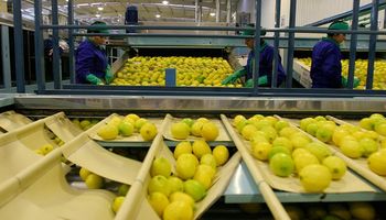 A pesar de los altos costos, productores confían en la competitividad del limón