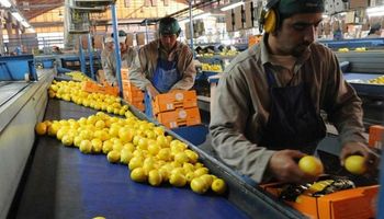 Limones: por una menor producción en España, esperan exportar más a Europa