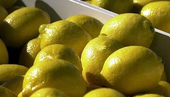 Después de 17 años, los limones argentinos ya se comercializan en Estados Unidos