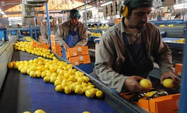 El limón estuvo entre los productos cuyas exportaciones crecieron.