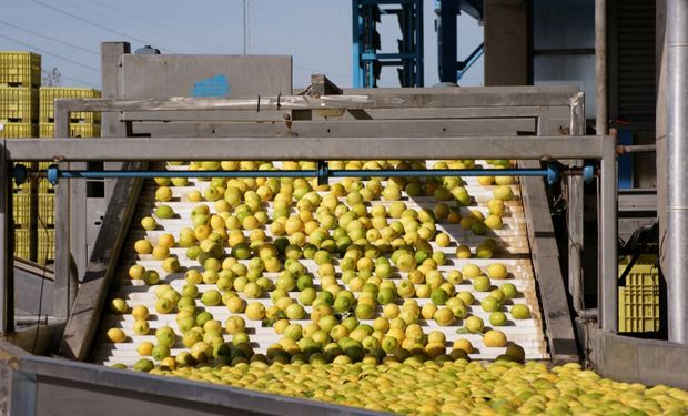 Desde el sector privado calcularon que la Argentina podría empezar vendiendo a México unas 10.000 toneladas de limón.