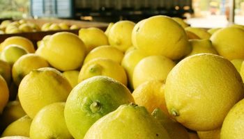 Estados Unidos avanza en acciones para autorizar la importación de limones del Noroeste Argentino