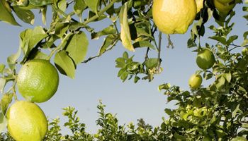 Avances en la exportación de limones a Estados Unidos