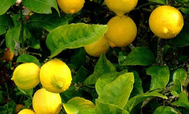 El año pasado, la Argentina exportó 280.000 toneladas de limones, cuya producción se concentra en Tucumán.