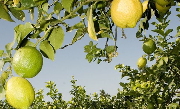 Estados Unidos publicó la propuesta de norma para autorizar la importación de limones desde la región del NOA.