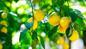 Estiman en U$S 50 millones la exportación de limones a Estados Unidos