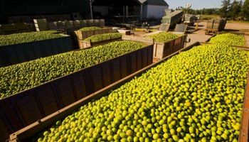 En California celebran la suspensión del ingreso de limones argentinos a Estados Unidos