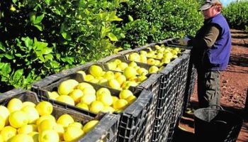 Productores de limones afirman que el acuerdo con México abre un mercado muy interesante