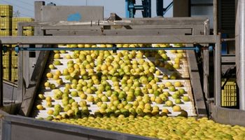 Limonazo bursátil: exportadora trepó 17% por apertura a EE.UU.