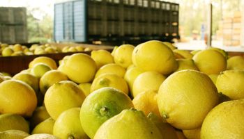 Tras una ausencia de 16 años, los limones argentinos regresan a Estados Unidos
