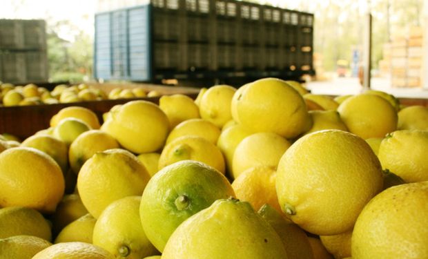 Argentina podrá volver a exportar limones a Estados Unidos.