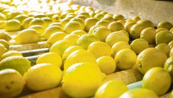 Estados Unidos autorizó el ingreso de limones argentinos de manera definitiva