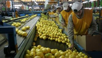 Estados Unidos vuelve a importar limones desde la Argentina