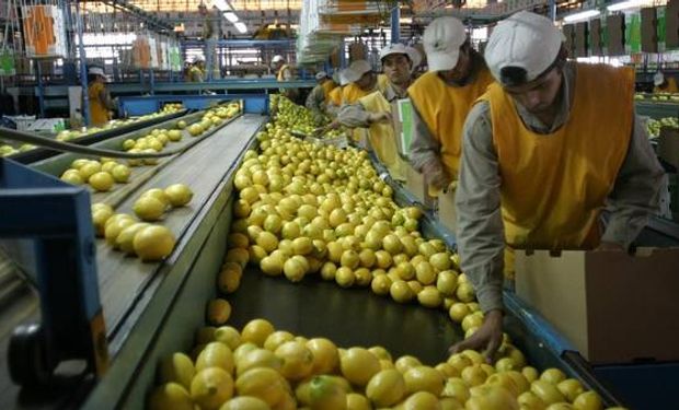 Tucumán es el primer exportador de limones a nivel mundial.