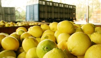 El USDA confirmó el regreso de los limones argentinos a Estados Unidos