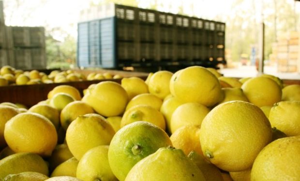 Limones del NOA podrán ingresar a Estados Unidos.